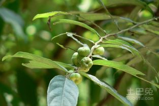 算盘子种植技术以及功效与作用