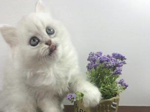 图 武汉本地 CFA注册猫舍暑期特惠金吉拉幼可送货到家 武汉宠物猫 