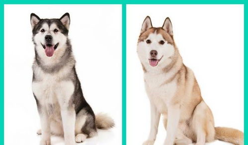 哈士奇和阿拉斯基不知道如何区分 带你快速分辨6类相似狗狗