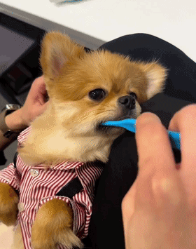 小狗刷牙的样子萌化网友 它怎么可以那么乖啊