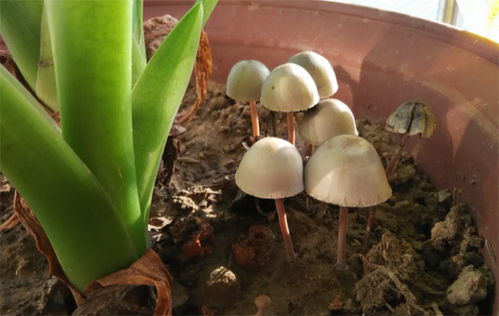 花盆里长出了蘑菇预示着什么 预示着土壤有机含量高,可并非有益