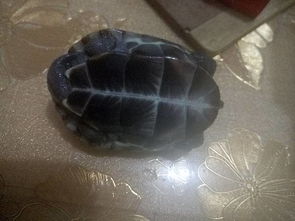 这是什么龟 40元买的,小贩说是深水龟,具体什么品种 