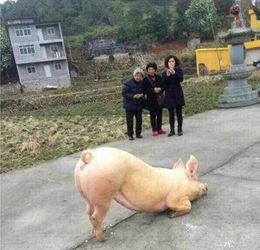 猪被杀前一天,跑去寺院跪拜求皈依