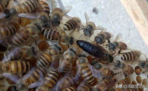 养蜂生产中,蜂王突然停止产卵,原来还有这么多原因