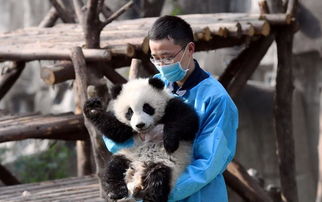 滚滚求抱大腿成网红 我的名字叫 奇一