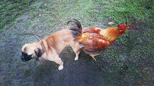 狗狗和公鸡打架后,发现鸡被主人宰了,它的反应把全家人逗乐了