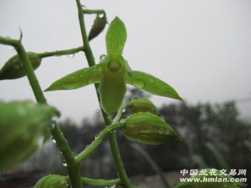 漂亮绿苔素一盆6苗4花 