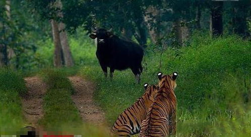 两头老虎遇见野牛竟不捕猎,连野牛都以为遇到 假老虎