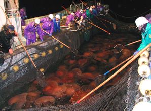 日本海水中出现大量腥臭 肉球 ,当地人员打捞必须做好防护措施