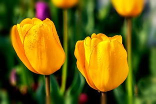 黄色和橘色郁金香的花语？