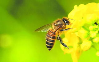 关于蜜蜂叫的诗句