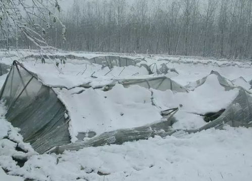 局部地区还将有暴雪 大雪持续,大棚蔬菜如何应对 附除雪神器