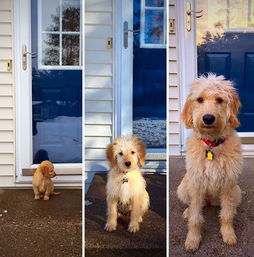 一组图片直击宠物犬10年的变化,从呆萌可爱到 老油条
