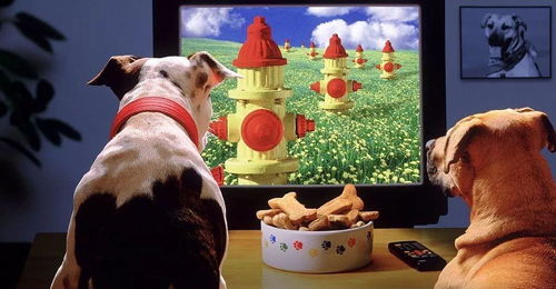 你家的狗狗会看电视吗 科学告诉你它们到底能看到什么