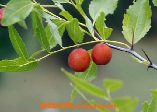 野生圆枣子？山上野生圆枣的功效