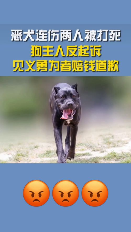 恶犬连伤两人被打死,狗主人反起诉,见义勇为者赔钱道歉 