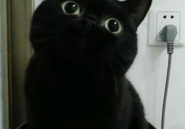 养了一只纯黑色的小猫咪,网友 晚上绝对找不到