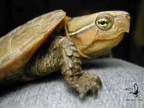 这是什么乌龟 好养吗 能长多大 