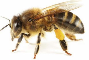 周公解梦 梦见蜜蜂