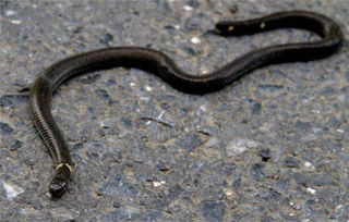 广东连山金子山发现罕见钝尾两头蛇,这蛇在古代被视为不祥之物