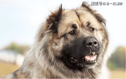 五种大型犬,为何有些是禁养的,它们是如何繁育出来的 二