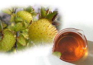 刺梨酒的功效与作用 刺梨根泡酒的正确方法
