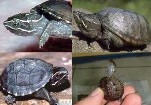 麝香龟可以长多大