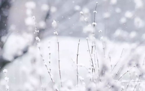 寒假作文素材 描写下雪 下雨 春节的好词 好句 好段集锦 