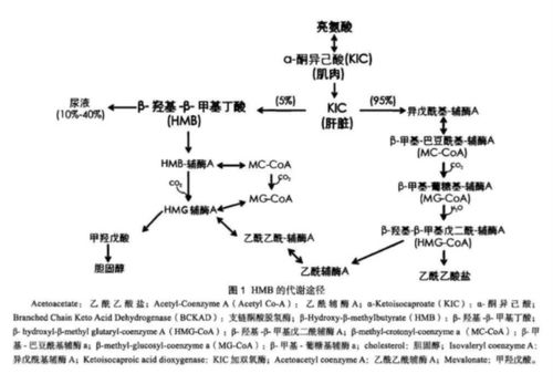 动物实验选假手术组对照组后还需要选空白对照组吗，每组样本量最低为多少？