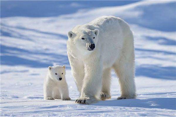 现实版倒霉熊,一头白化灰熊被当成北极熊两次送往北极,冻成狗