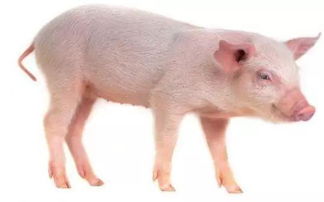 猪在古代被人类接纳的历程