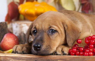 给狗狗吃水果前,请先了解这5点 