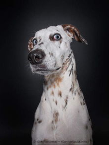 宠物摄影师Elke Vogelsang非常喜欢狗,并且将自己的热情投在为狗拍照上 