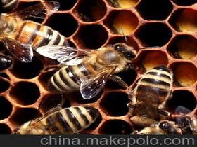 美国 蜂胶价格 美国 蜂胶批发 美国 蜂胶厂家 