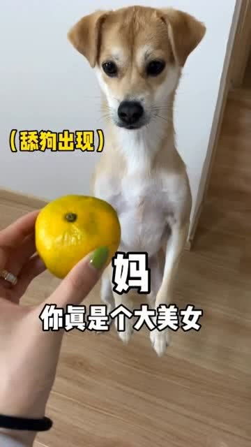 宠物狗想吃橘子,没想到竟然被主人用桔子皮打发了,真是可恨啊 