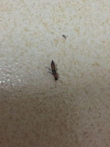 这是什么虫,有毒吗 家里出现了这种虫子,家里人皮肤都长红点了 
