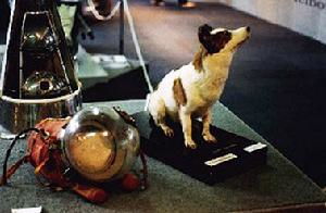 苏联太空犬 