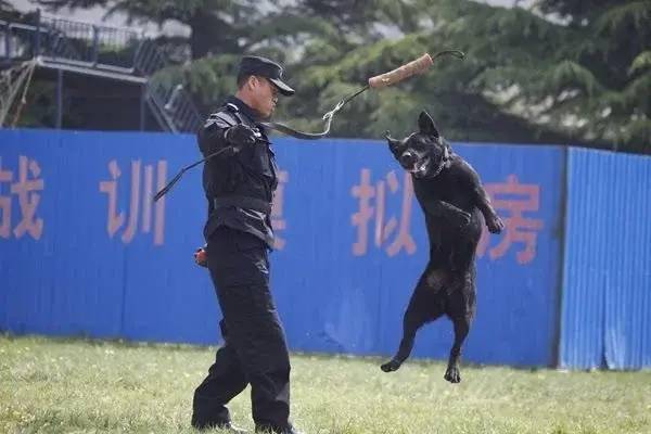 走进警犬训导员 感受训导员与警犬之间的故事