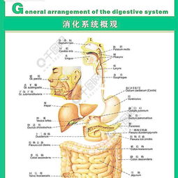 人体科普 消化系统图片矢量图免费下载 cdr格式 编号15432816 千图网 