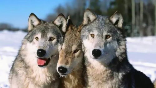驯化的狗如果丢入狼群,会不会重新变狼 答案可能不是你想的那样 