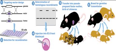 同源重组的基因敲除