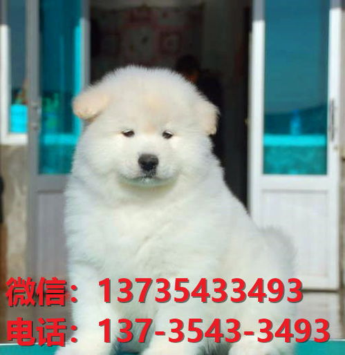 钦州宠物狗犬舍出售纯种萨摩耶犬网上卖狗买狗地方在哪有狗市场