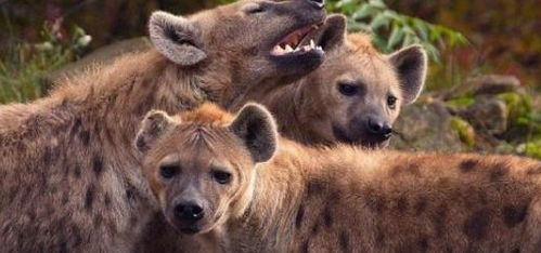 非洲草原上的 二哥 鬣狗,真的没有天敌吗