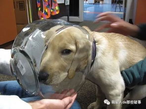 养只特别蠢的狗是一种怎样的体验 每天都要救他一次
