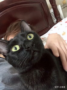 家里养一只黑猫是一种什么感觉 