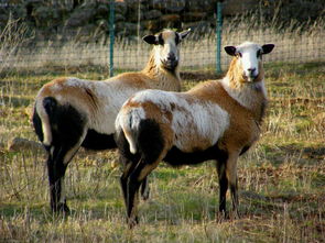羊毛出在羊身上,一件羊绒衫到底需要多少只羊的绒毛