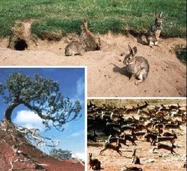 澳大利亚的人兔百年大战, 兔子却越打越多