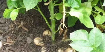 土豆超过30度是不是不生长了 土豆30度能不能种植