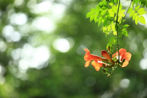 2020年桃花运最旺,收获好爱情的四大生肖,好姻缘不怕晚