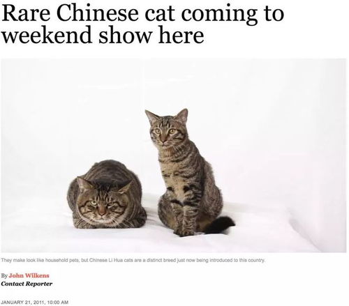 你知道狸花猫还有个高大上,可以代表中国种猫的名字吗